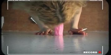 Sylvia (23) tries several gloryhole cocks