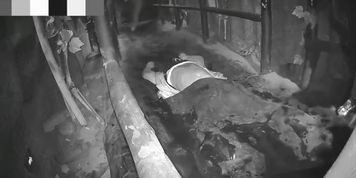 Human carpet trample in haunted house