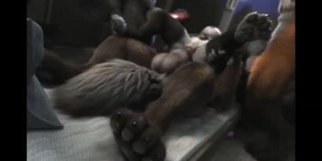 yiff/furry compilation (random) 7
