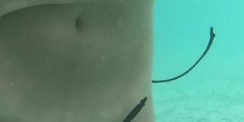 First short home sex video fucking, she plays with her toy and I cum on her face - latin69couple (Real Couple)