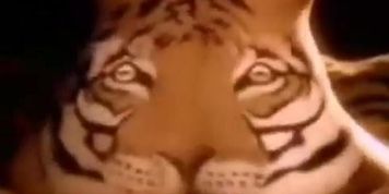Tiger Eating