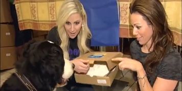 Woman gets pranked wit a whipped cream pie