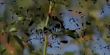 Queensnake.com - Compilation