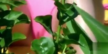 Bikini girl cameltoe in beach voyeur video