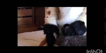 Biggest & Best Murrsuit Cumshots