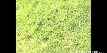 Dickflash - Jerk for nude sunbathing MILF - video 1