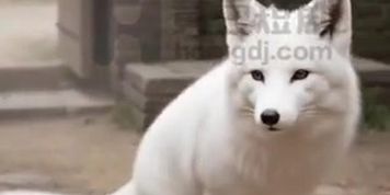 Successful Rescue Mission ❤️? Gorgeous Snow Mountain Fox Repay The Kindness ?? Cute Shy & Shameless Chinese Creampied CumSLUT