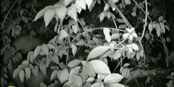 back to nature pissing and hiding behind the bushes in the park