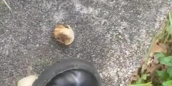 Mushroom stomp with me ) you&rsquo;re the mushroom baby