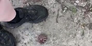 Dirty sneakers stepping on pine cones in the park