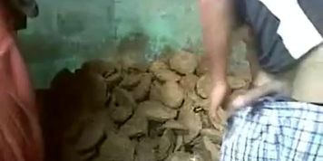 All natural Mumbai brunette girlie gets nailed missionary style