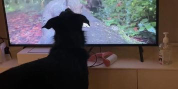 Check out the next video I added ? Stitch loves nature so mu.. by katefleur from OnlyFans | Coomer