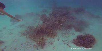 Milo Underwater