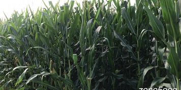 Corn Inspection
