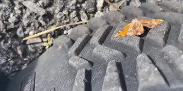 Butterfly stuck to the bottom of my shoe