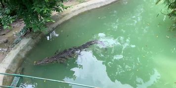 Crocodiles of Saigon (Nubiles)
