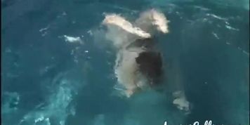 Lexxxi Luxe Swimming (Anorei Collins)