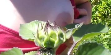 Pink Moon Teases Nipple with a Sunflower Bud Outdoors Garden Outside