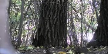 Bride pissing next to tree