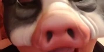 pig oinking