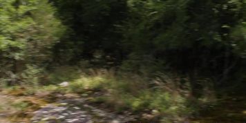 fucking in the woods