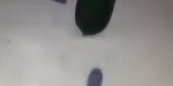 Zucchini Houdini