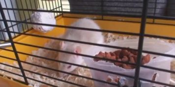 Granny rides neighbour's big dick