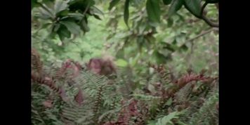Kinky Tricks (1977, US, Beth Anna, short movie, DVD rip) (Taylor Bow)