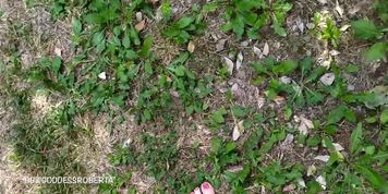 Cammino a piedi nudi nell'erba in pubblico e ti mostro le mie piante dei piedi sporche (My Dirty)