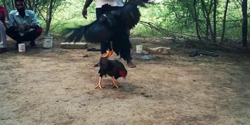 fight rooster