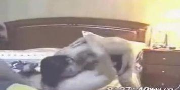 Asian couple exposed having sex