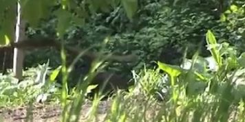 Girl hid in the bushes and pissed on my voyeur camera