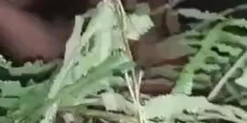 Indian ganbang