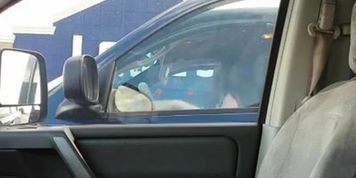 Dickflash mature at Lowes. She likes looking!