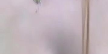 San chan dildo verde
