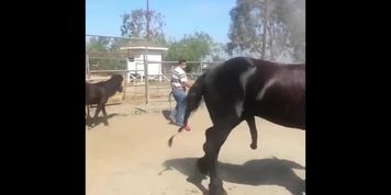 animal like donkey and horse sex videos clip with humans how shame that is to uss