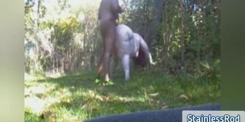 Chubby Bbc Bull Using Bbw slut