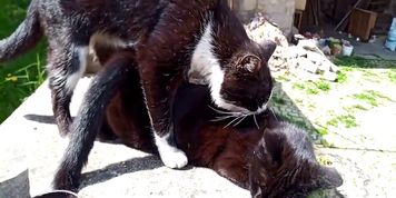 Big Cat Fucks Small Kitty - Heroic Barking Dog Saves Small Kitten  (Catherine Parris)