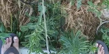Norwegian Daddy Cock Taking A Piss Outside With Sandals On Half Naked (Daddy Dick)