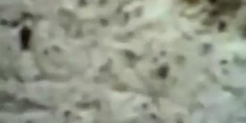 Fabulous peeper  adult video