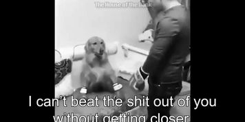 Boxing Doggo Gone Jojo Gone Minecraft Meme (Joanna Levesque)