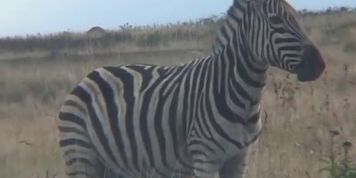 African slave bitch gets whipped outdoors