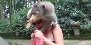 LOL - Monkey Tit Sharks Woman!!