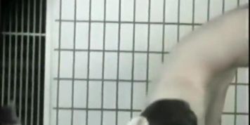 Incredible peeper sex video