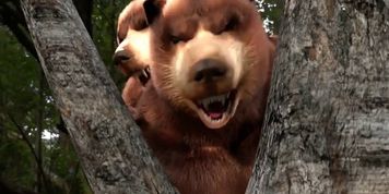 Grizzly furry gay bear sex part 1 of 3