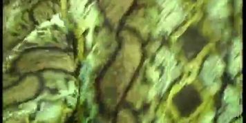 Green snake spandex Magdi
