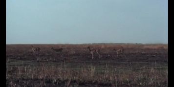 Sex Safari (France 1976) (Isis Taylor)