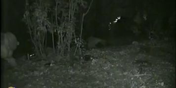 Petite Girl Pissing In The Woods Caught On Voyeur Nightcam