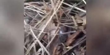 FTM fucked rough bareback in the woods (AUDIO SECTION) 