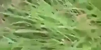 Jungle Me Mungle Fucking Viral Fb Clip
